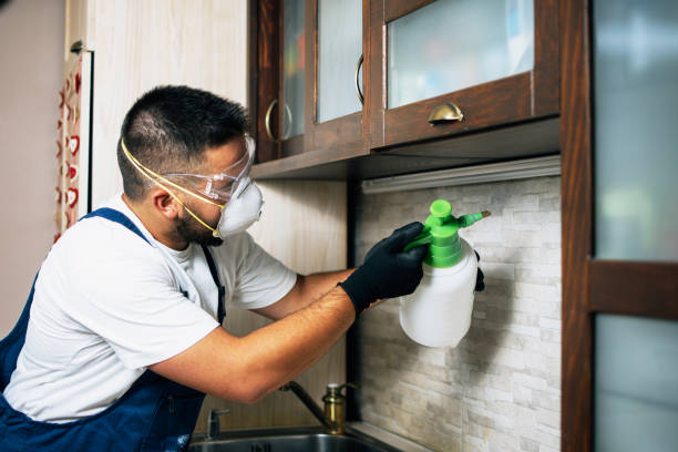 Best Wasp Removal Services  in Bray, OK