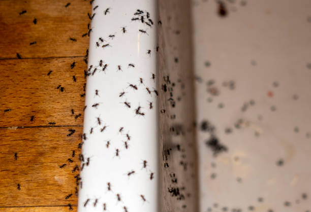 Best Pest Inspection Near Me  in Bray, OK