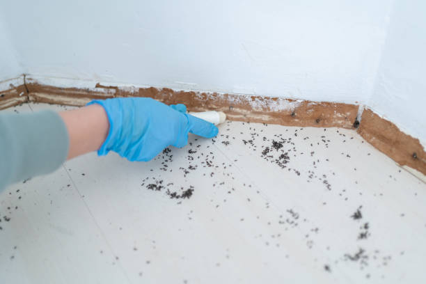 Best Bed Bug Extermination  in Bray, OK